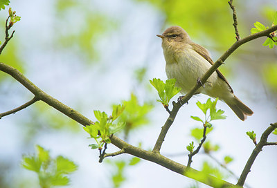 BUITEN BEELD Foto: 383536