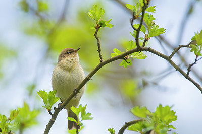 BUITEN BEELD Foto: 383537