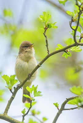 BUITEN BEELD Foto: 383538