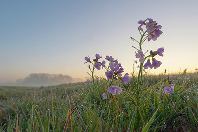 BUITEN BEELD Foto: 383546