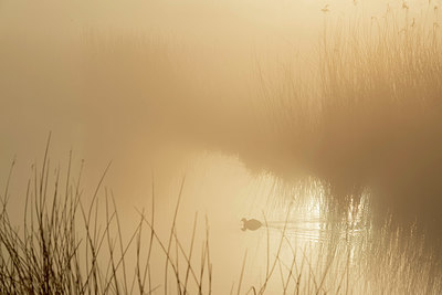 BUITEN BEELD Foto: 383559