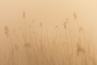 BUITEN BEELD Foto: 383582