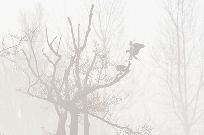 BUITEN BEELD Foto: 383588