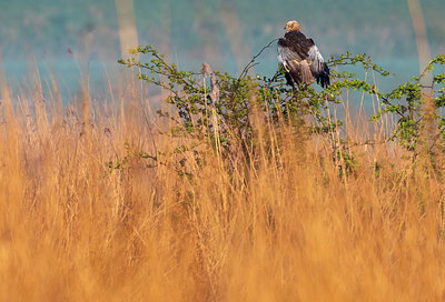 BUITEN BEELD Foto: 383594