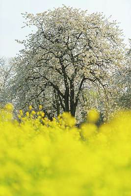 BUITEN BEELD Foto: 383617