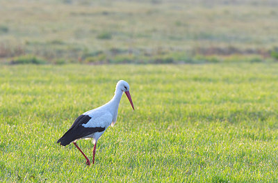 BUITEN BEELD Foto: 383618