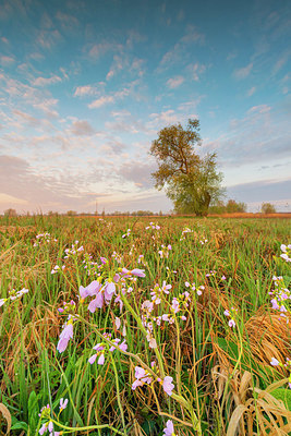 BUITEN BEELD Foto: 383624