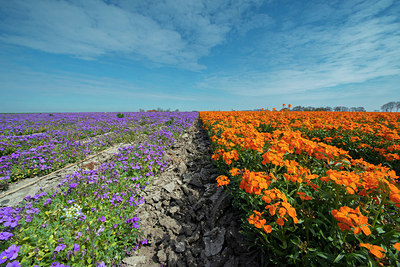 BUITEN BEELD Foto: 383631