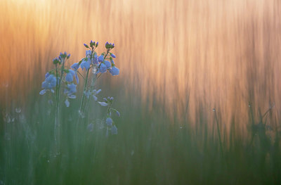 BUITEN BEELD Foto: 383636