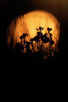BUITEN BEELD Foto: 383639