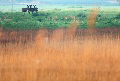 BUITEN BEELD Foto: 383641