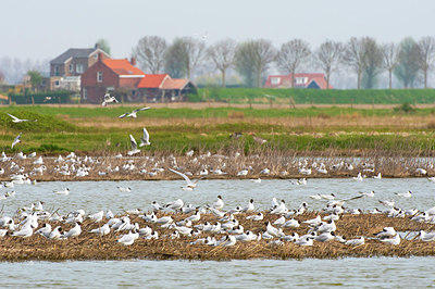 BUITEN BEELD Foto: 383647