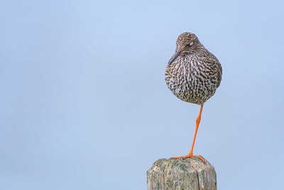 BUITEN BEELD Foto: 383655