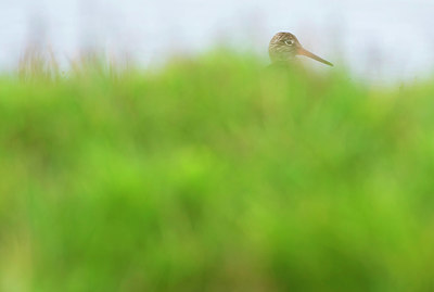 BUITEN BEELD Foto: 383659