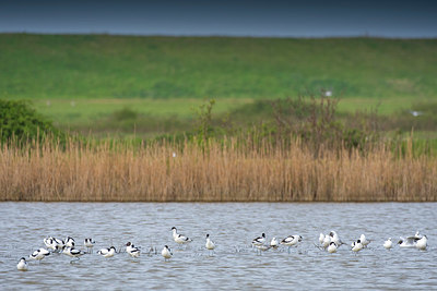 BUITEN BEELD Foto: 383669