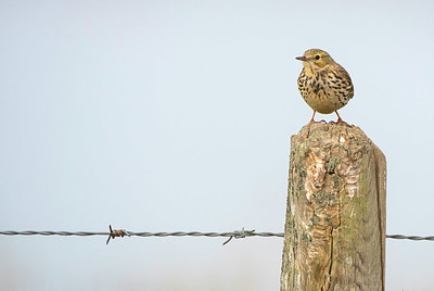 BUITEN BEELD Foto: 383670