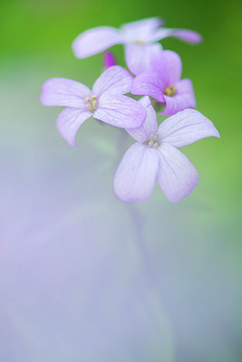 BUITEN BEELD Foto: 383681