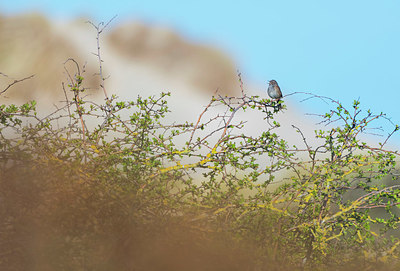 BUITEN BEELD Foto: 383685