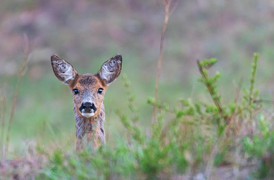 BUITEN BEELD Foto: 383720