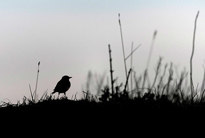 BUITEN BEELD Foto: 383727