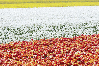BUITEN BEELD Foto: 383788