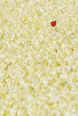 BUITEN BEELD Foto: 383794