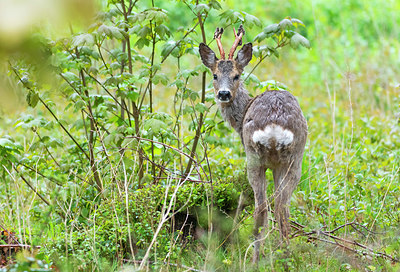 BUITEN BEELD Foto: 383823