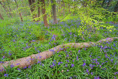 BUITEN BEELD Foto: 383841