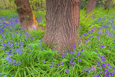 BUITEN BEELD Foto: 383848