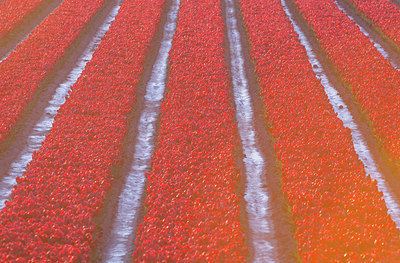 BUITEN BEELD Foto: 383856