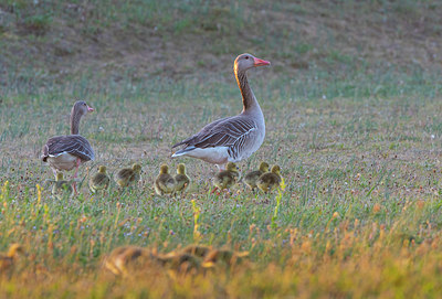 BUITEN BEELD Foto: 383859
