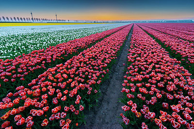 BUITEN BEELD Foto: 383891