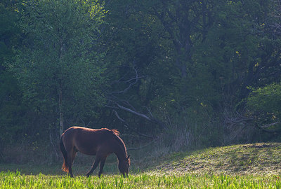 BUITEN BEELD Foto: 383897