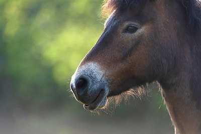 BUITEN BEELD Foto: 383901