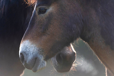 BUITEN BEELD Foto: 383902