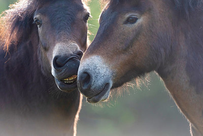 BUITEN BEELD Foto: 383904