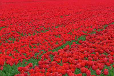 BUITEN BEELD Foto: 383943