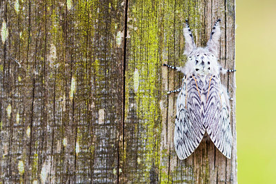 BUITEN BEELD Foto: 383970