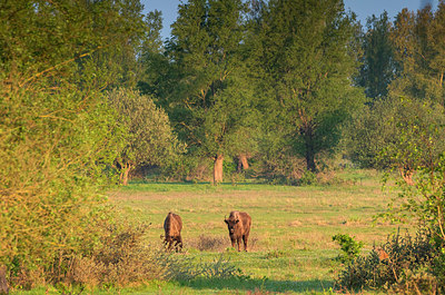 BUITEN BEELD Foto: 383982