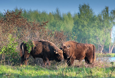 BUITEN BEELD Foto: 383984