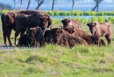 BUITEN BEELD Foto: 383993