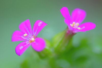 BUITEN BEELD Foto: 384001