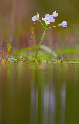 BUITEN BEELD Foto: 384026