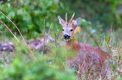 BUITEN BEELD Foto: 384037