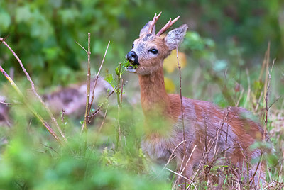 BUITEN BEELD Foto: 384038