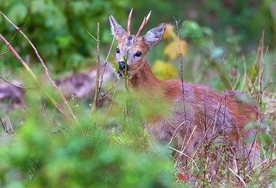 BUITEN BEELD Foto: 384039