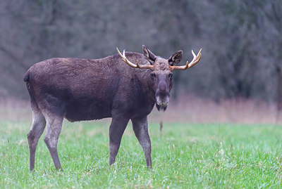 BUITEN BEELD Foto: 384069