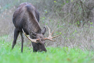 BUITEN BEELD Foto: 384075