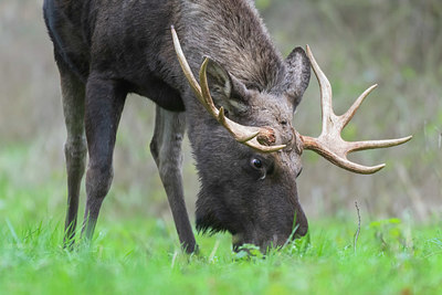 BUITEN BEELD Foto: 384085