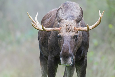 BUITEN BEELD Foto: 384086